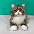 Plush Norwegian Forest Cat Order to Make