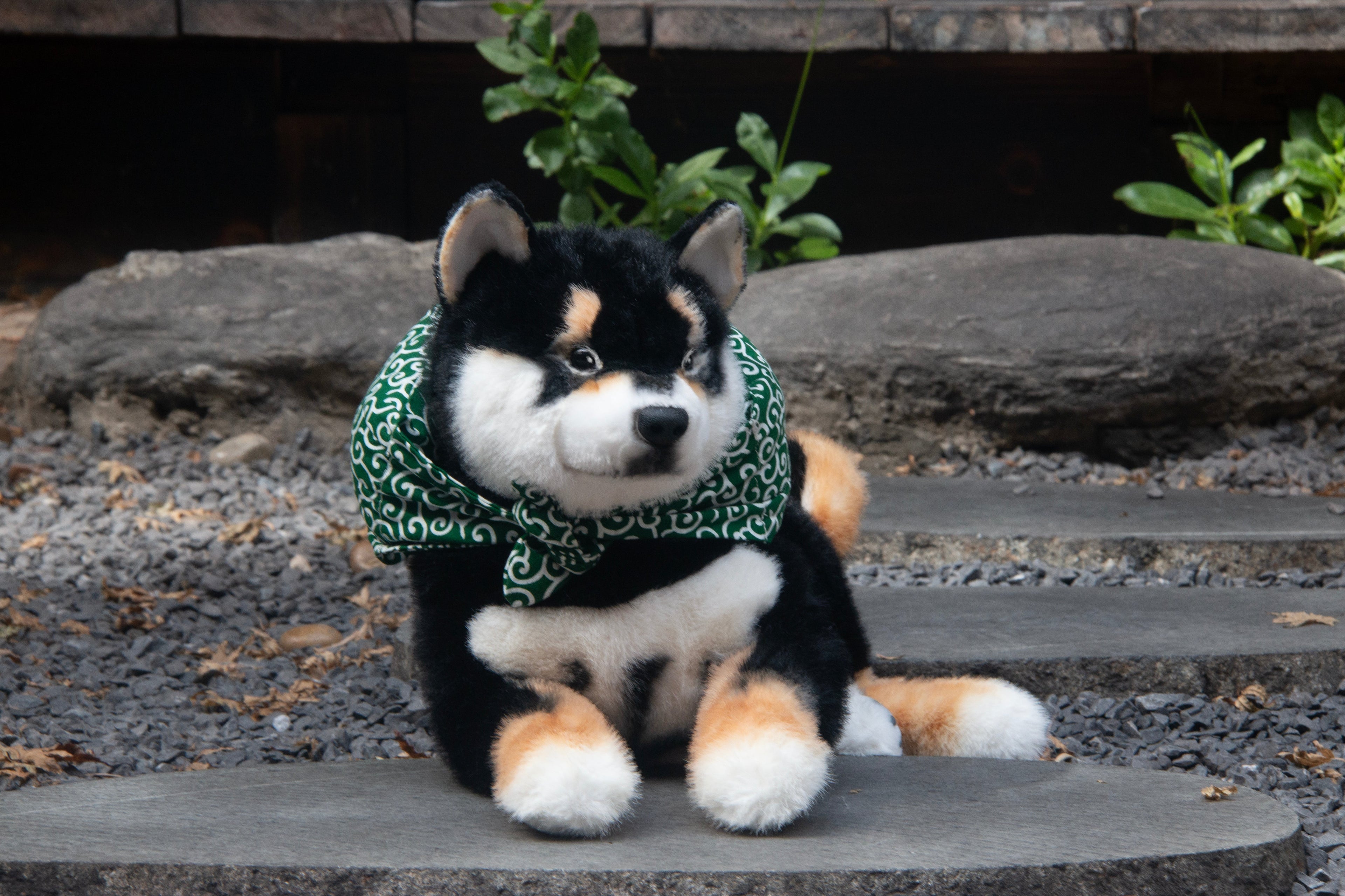 Black Shiba Inu Dog